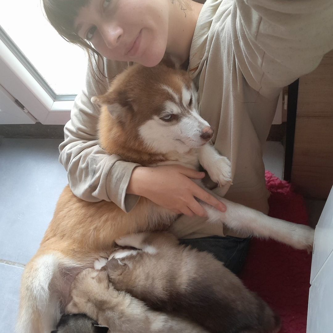 photo personnelle de l'élevage Esprit Pomsky